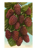 Loganberries