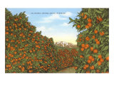 California Orange Grove in Winter