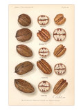 Varieties of Pecan and Walnut