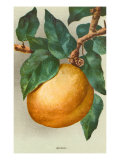 Apricot