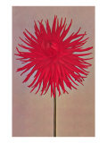 Red Dahlia