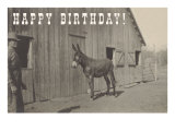 Happy Birthday  Mule and Man