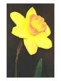 Daffodil