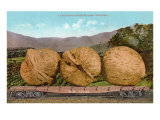 Giant Walnuts on Flatbed