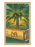 Dromedary Golden Dates