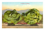 Giant Cabbages on Flatbed