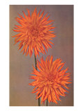 Orange Dahlias