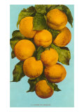 Apricots