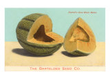 Burrell's Gem Musk Melon