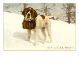 St Bernard with Keg in Snow  Sun Valley  Idaho