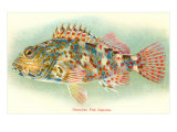 Hawaiian Fish  Oapukai