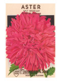Aster Seed Packet