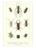 Various Kinds of Beetles