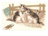 Cats Watching Beetle