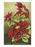 Mele Kalikimaka  Poinsettias