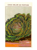 French Cabbage Seed Packet
