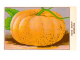 French Pumpkin Seed Packet