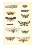 Varieties of Moth