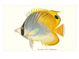 Hawaiian Fish  Chaetodon