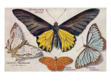 Varieties of Butterflies