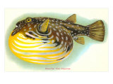 Hawaiian Fish  Oopuhue