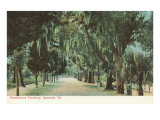 Bonaventure Cemetery  Savannah  Georgia