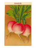 French Radish Seed Packet