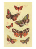 Moths