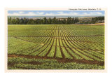 Pineapple Field  Honolulu  Hawaii