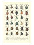 Lots of Beetles
