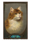 Fluffy Cat