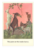 Goats Eat Tender Leaves