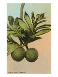 Bread Fruit  Hawaii
