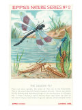 Epps's Nature Series  Dragon Fly