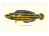 Hawaiian Fish  Hilu