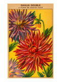 Dahlia Double Seed Packet