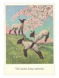Lambs Jump and Play