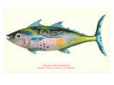 Hawaiian Fish  Kawakawa