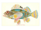 Hawaiian Fish  Pilikoa