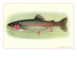 Rainbow Trout