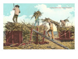 Loading Sugar Cane  Hawaii