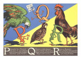Parrot  Quail and Rooster