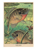 Blue Gill Eying Bug