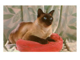 Siamese Cat on Pillow