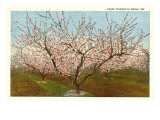 Peach Orchard  Perry  Georgia