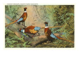 Chinese Pheasants  Idaho