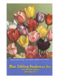 Tulip Seed Packet