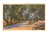 Bonaventure Cemetery  Savannah  Georgia