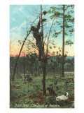 Possum Hunting