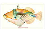 Hawaiian Fish  Nakunuku